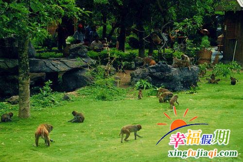 南湾猴岛图片