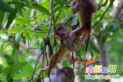 陵水南湾猴岛图片