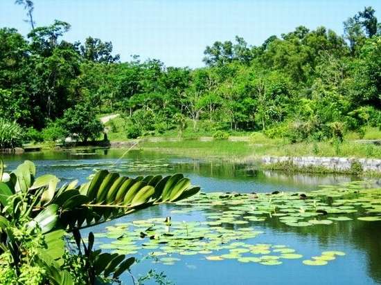 兴隆热带药用植物园 兴隆热带药用植物园