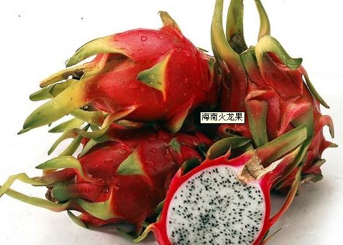 火龙果