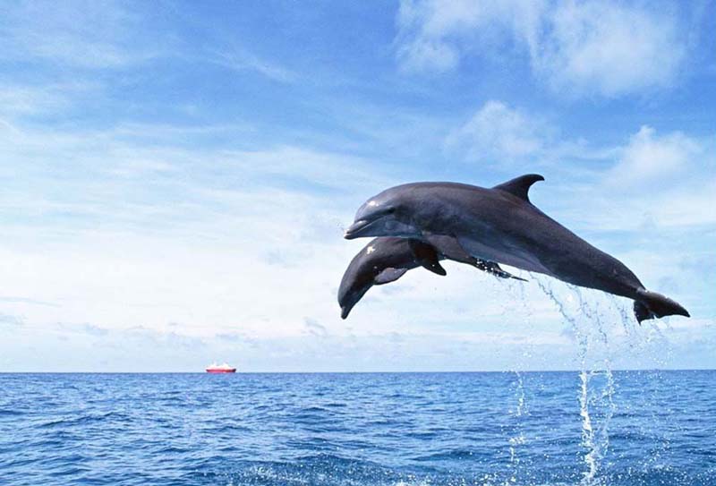 һηֽ