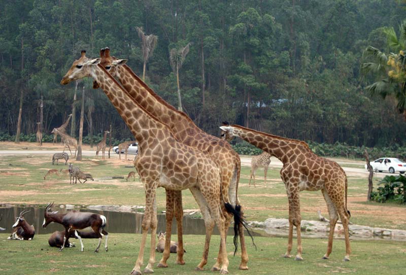 �������ξ�����