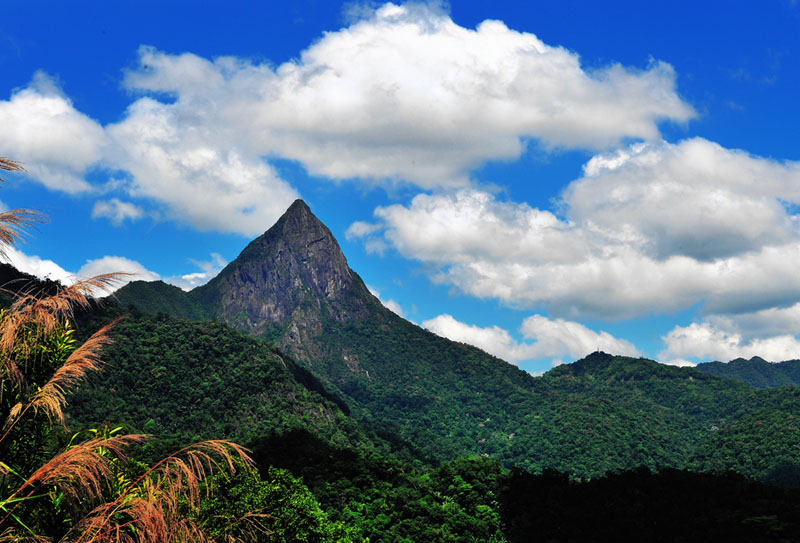 ���������ű���